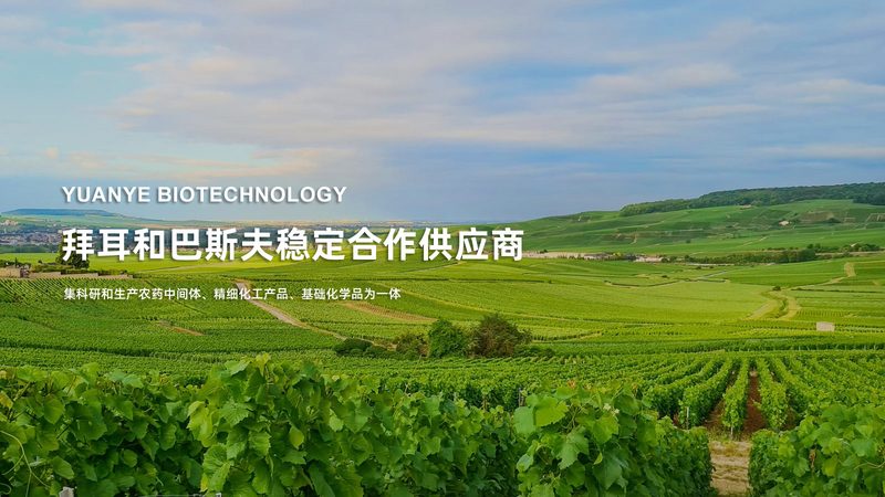 逆转录试剂盒：揭秘其应用与选购要点